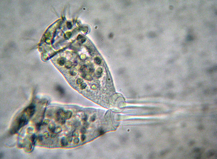 Microscopia delle spiagge adriatiche